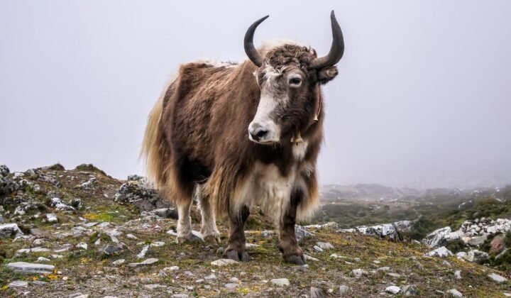 Ancient DNA reveals extinct yak relative in Siberia