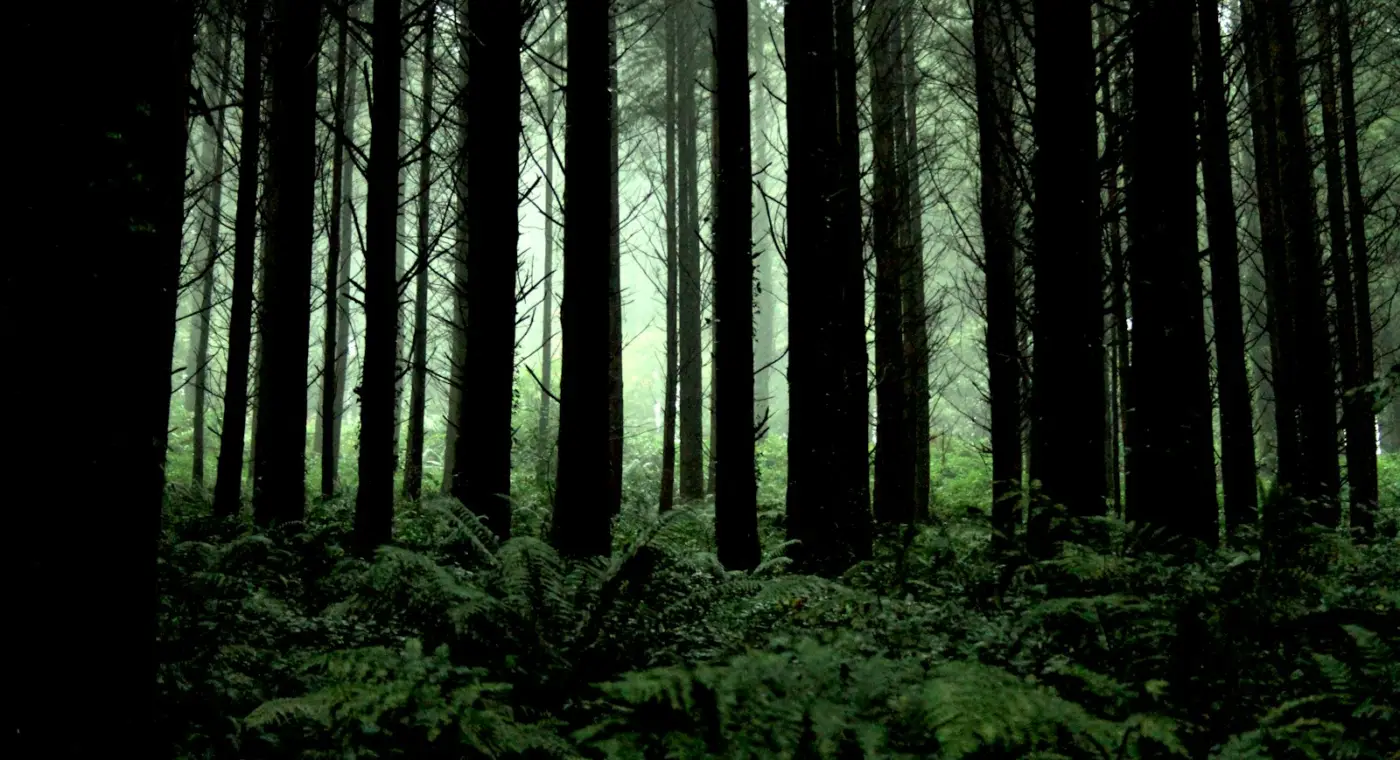 Floresta de árvores altas