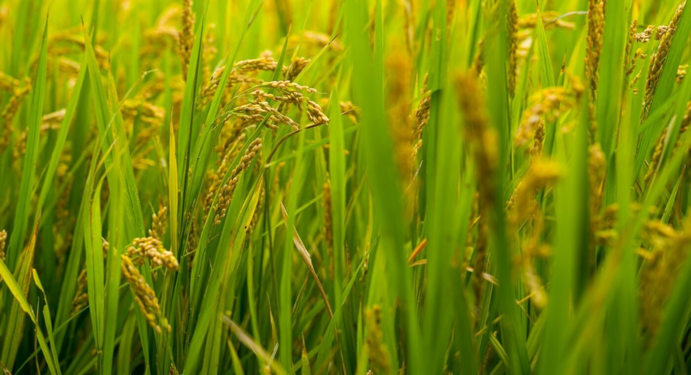 Des scientifiques britanniques créent une nouvelle défense des céréales contre le champignon qui détruit riz et blé