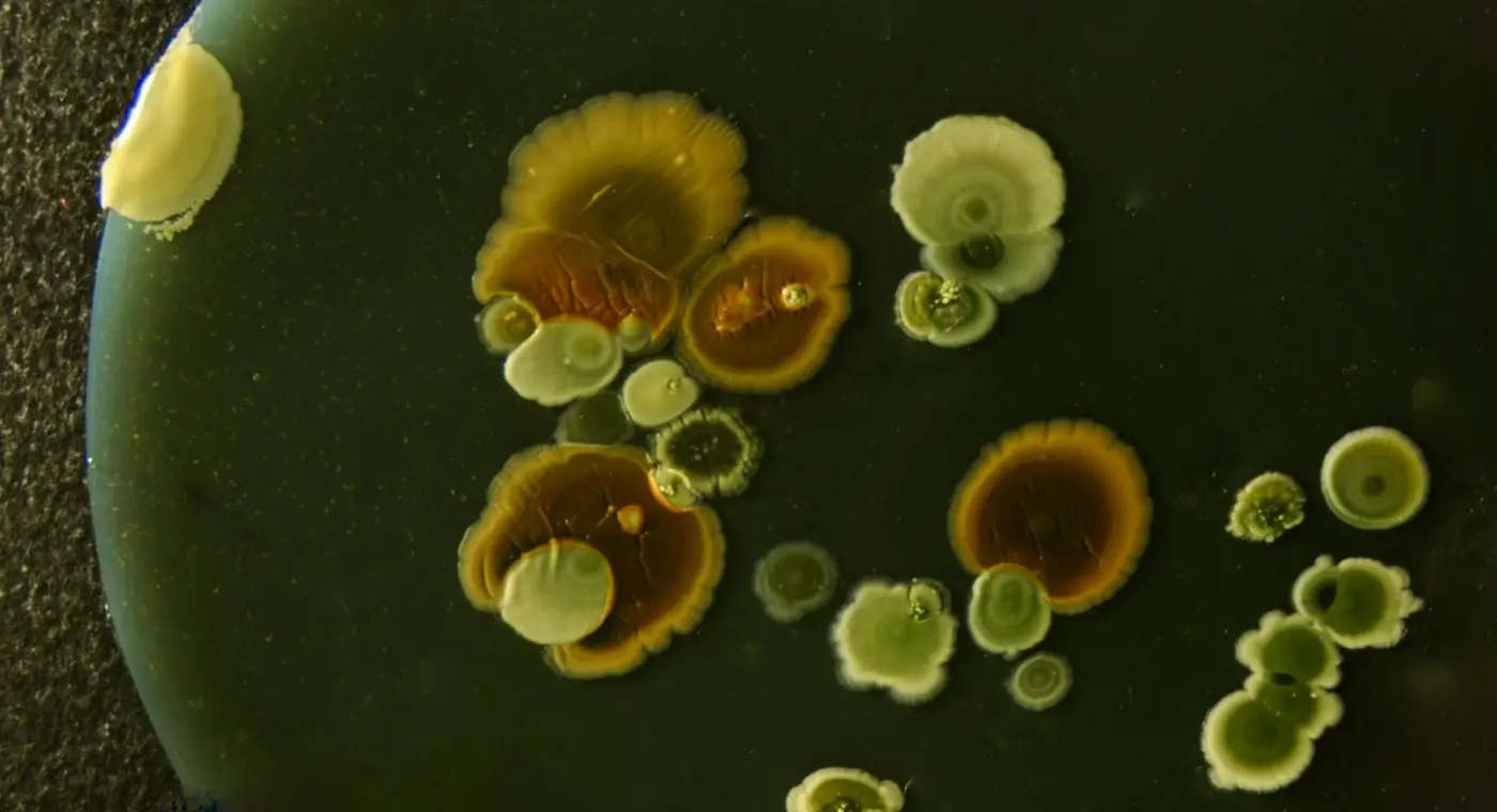 Japanese scientists culture our cells' closest microbial relatives for the first time