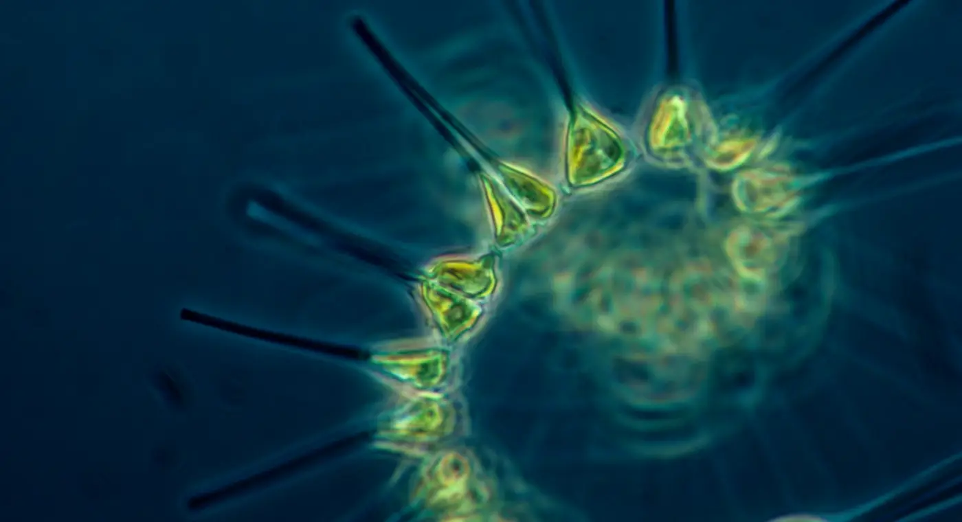 New Swiss method reveals what a cell did several days ago