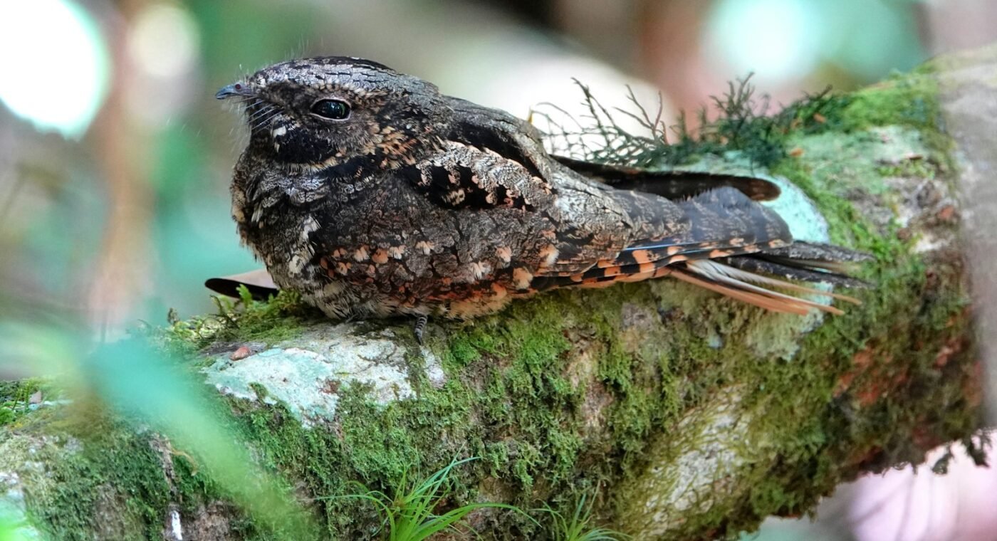 Nightjar wings reveal how the bird balances slow hunting and long migrations