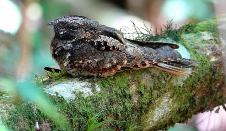 Nightjar wings reveal how the bird balances slow hunting and long migrations