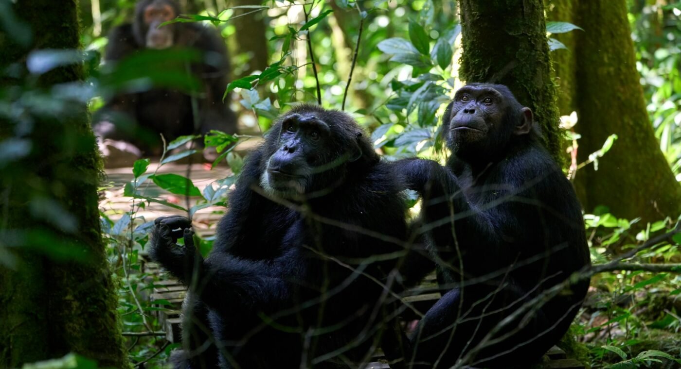 Atlas das diferenças de ADN entre humanos e chimpanzés dá pistas sobre o que nos torna humanos