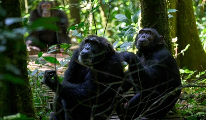 Atlas das diferenças de ADN entre humanos e chimpanzés dá pistas sobre o que nos torna humanos