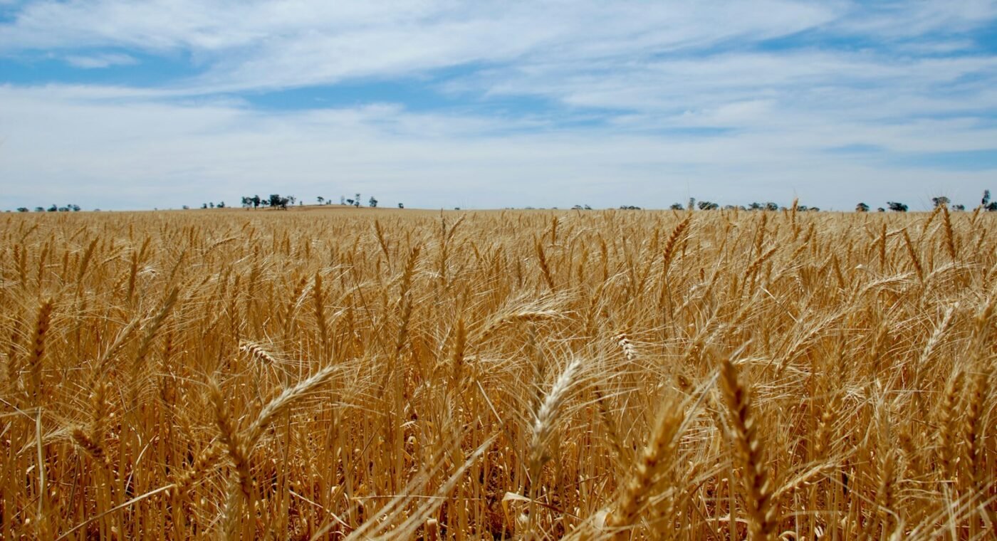 Agricultores australianos testam no terreno se a agricultura regenerativa resiste melhor à seca