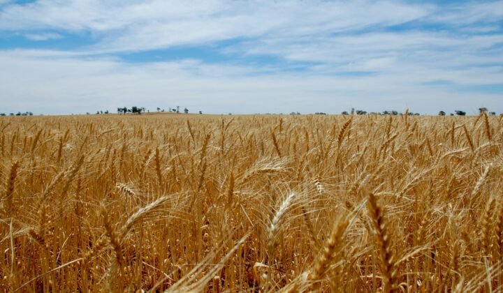 Agricultores australianos testam no terreno se a agricultura regenerativa resiste melhor à seca