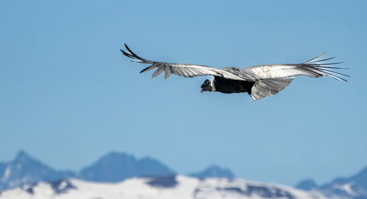 Maior estudo sobre o voo de aves selvagens mostra que planar pode custar menos do que nadar