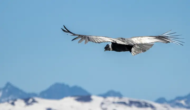 Maior estudo sobre o voo de aves selvagens mostra que planar pode custar menos do que nadar