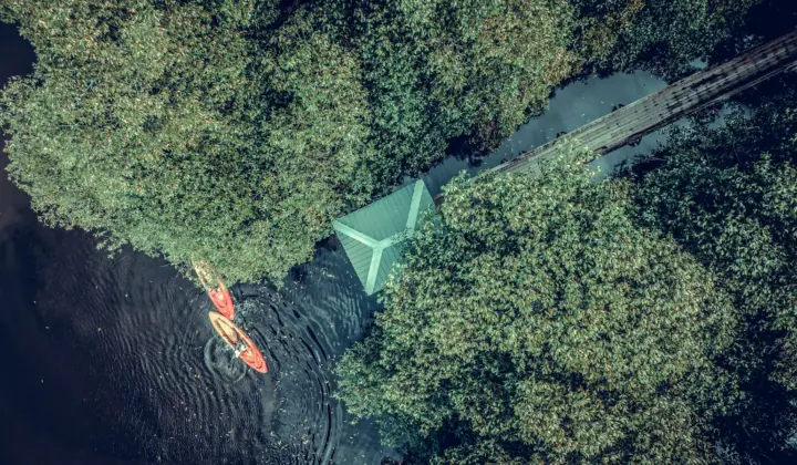 Vida aquática num ecossistema de água