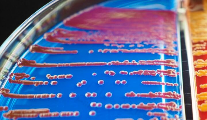 Russian bioinformaticians uncover how bacteria create new toxins against pests