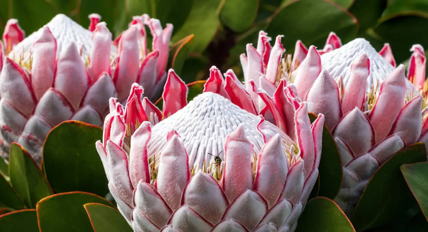 L'équipe qui a cartographié la biodiversité du Cap sud-africain reçoit un prix de la NASA