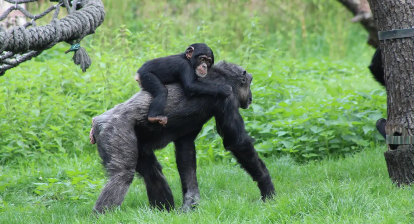 Fêmeas de bonobo caçam mais do que os machos, revela estudo de dez anos