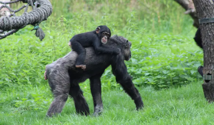 Fêmeas de bonobo caçam mais do que os machos, revela estudo de dez anos