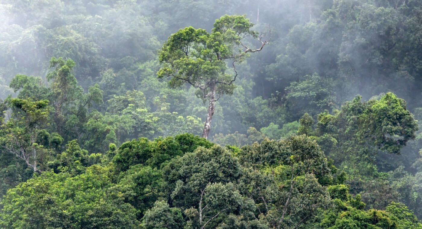 Les forêts qui repoussent d’elles-mêmes aident à freiner les arbres invasifs, selon une étude de l’USP