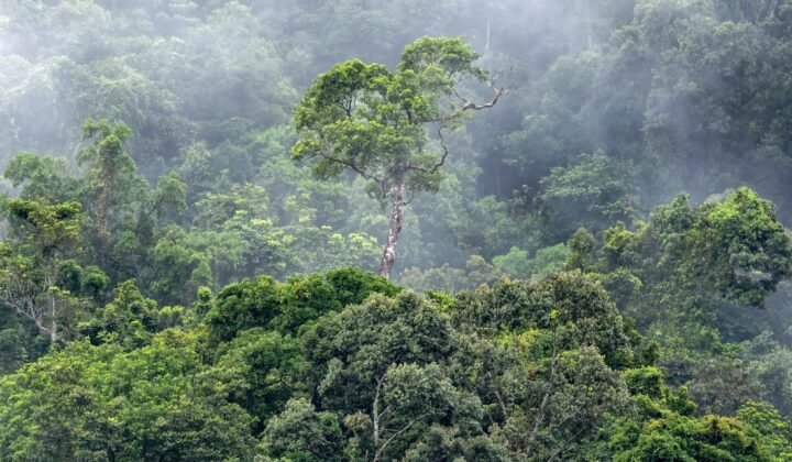 Les forêts qui repoussent d’elles-mêmes aident à freiner les arbres invasifs, selon une étude de l’USP
