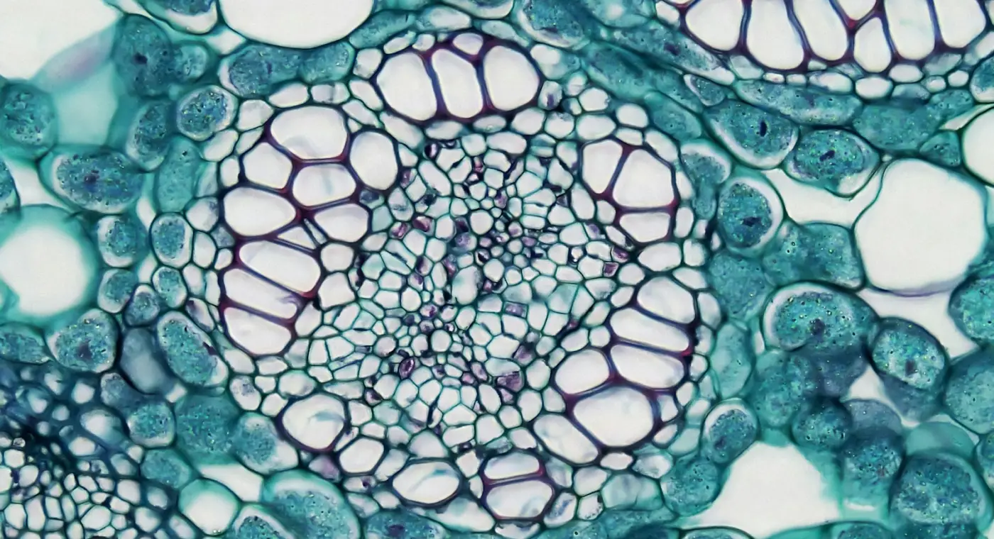 Croatian scientists find a universal rule for how cells divide with more or less DNA