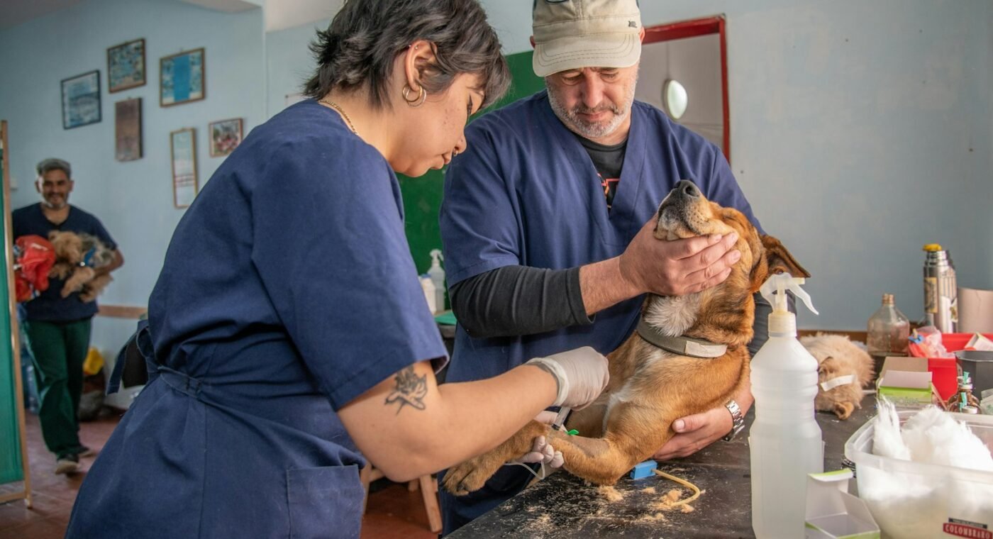Veterinary campaign in São Nicolau checks around 400 animals and neuters nearly 200