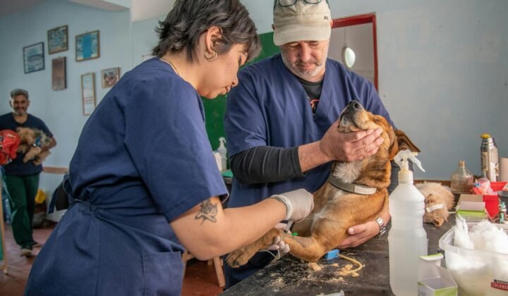 Veterinary campaign in São Nicolau checks around 400 animals and neuters nearly 200