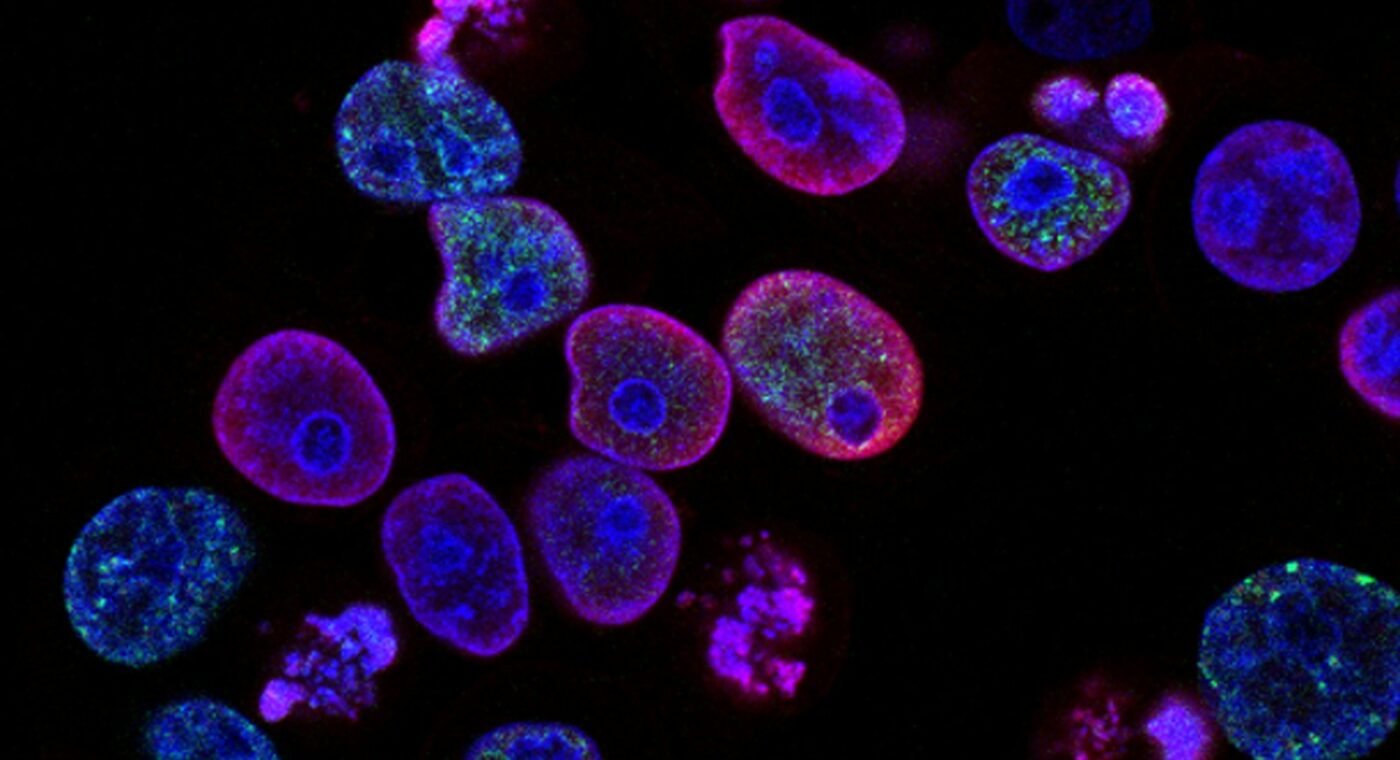 Bacteria use collisions to find their way in tight spaces