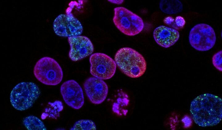Bacteria use collisions to find their way in tight spaces