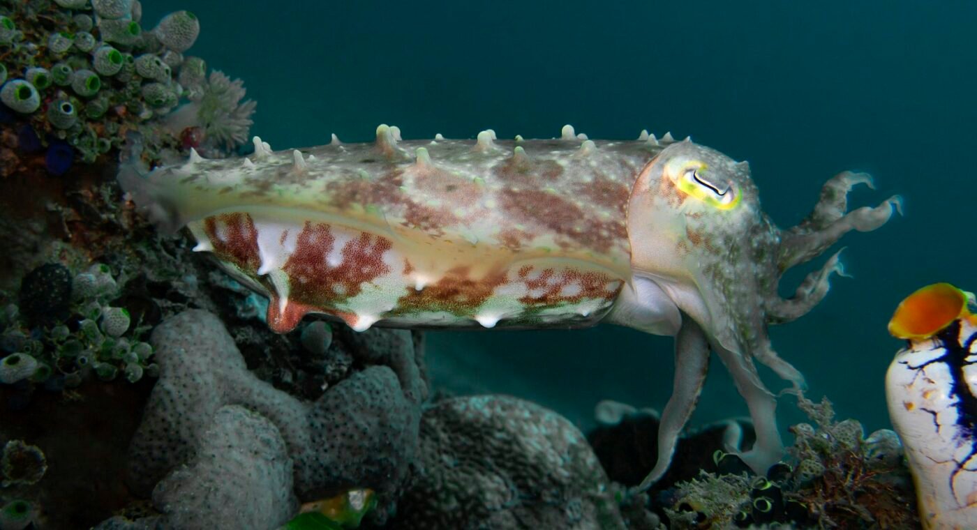 Cuttlefish named Flemish 'Fish of the Year', though it is not a fish