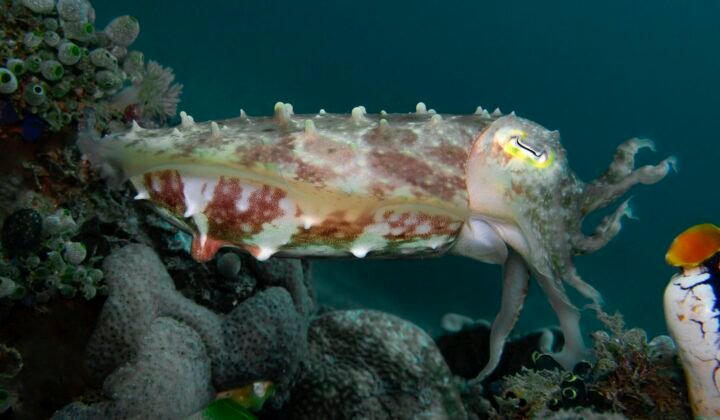 Cuttlefish named Flemish 'Fish of the Year', though it is not a fish