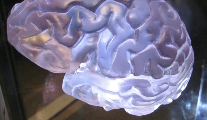 Swiss atlas reveals 539 hidden chemical "neighbourhoods" in the brain