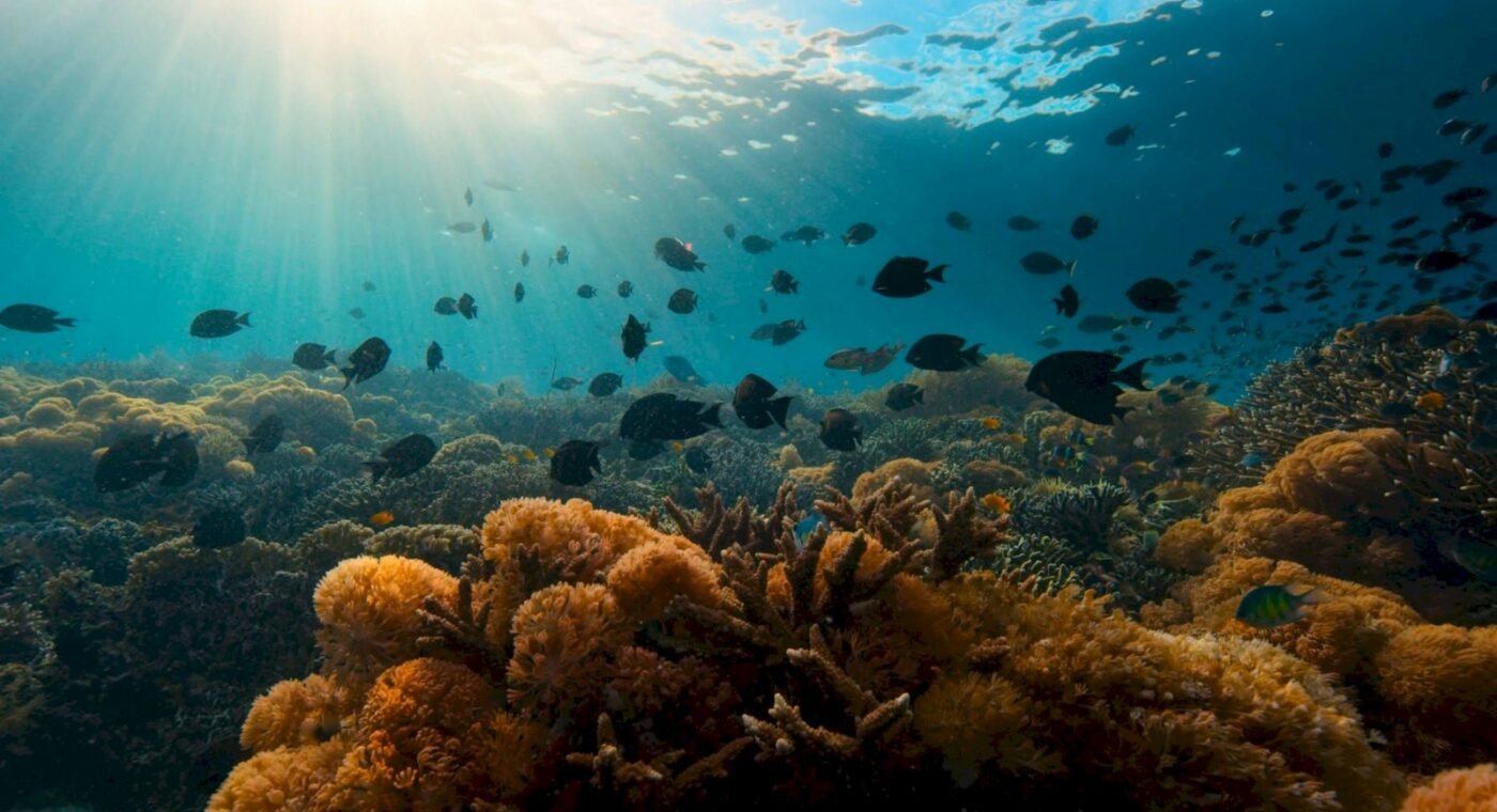 Sounds of healthy reefs help corals and fish settle on artificial reefs