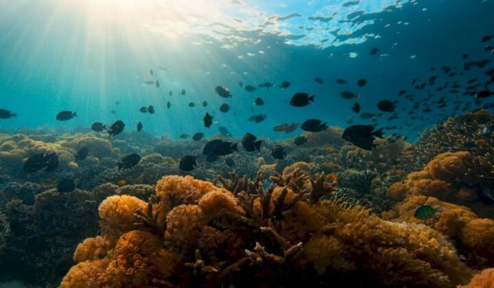 Sounds of healthy reefs help corals and fish settle on artificial reefs