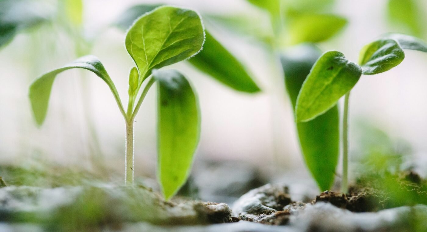 Swedish scientists uncover how plants sense touch