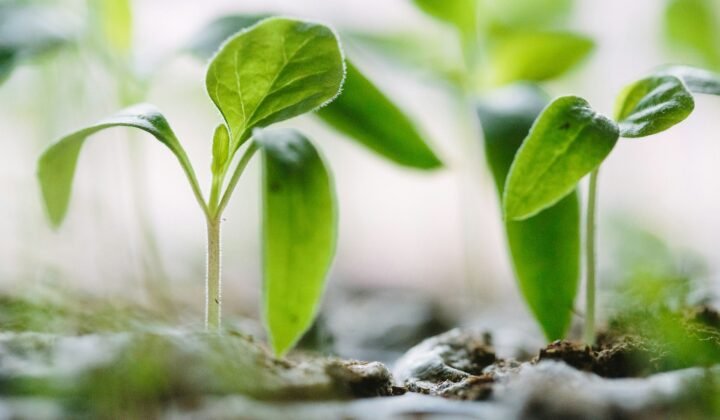 Swedish scientists uncover how plants sense touch