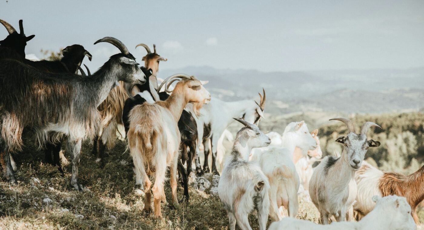 Mendoza creates a gene bank to protect goats and cattle from droughts and fires