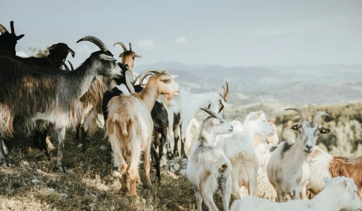 Mendoza creates a gene bank to protect goats and cattle from droughts and fires