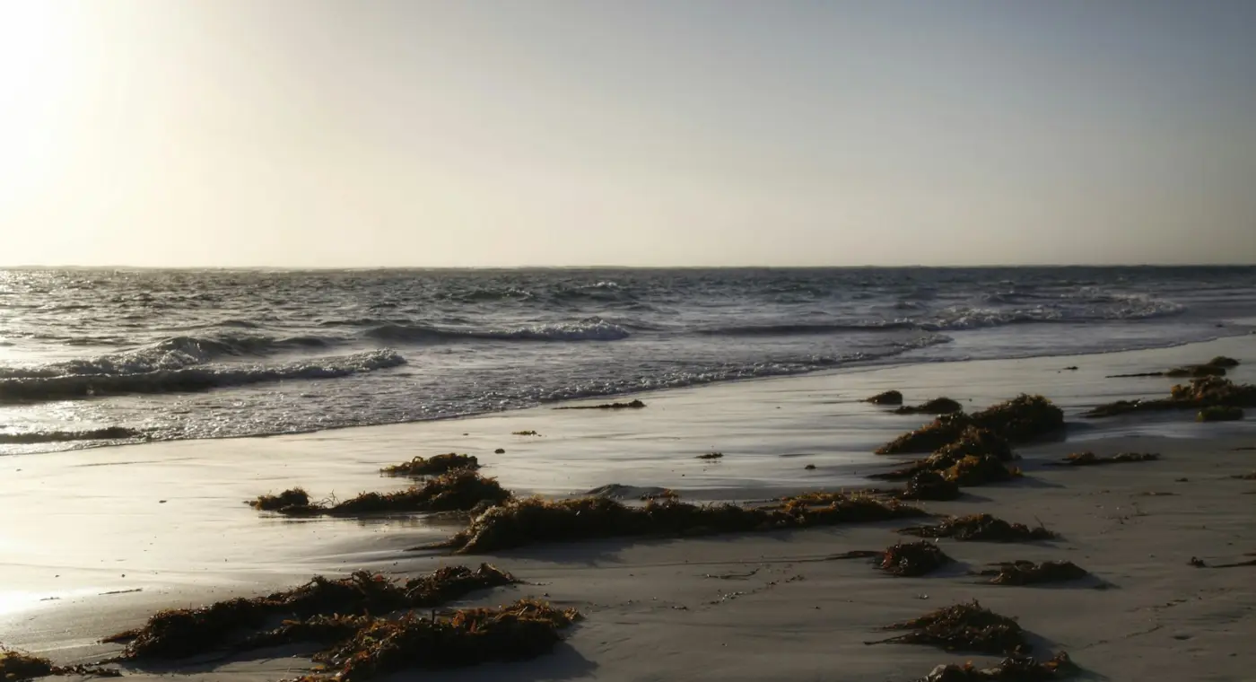 Le Costa Rica coordonne un projet pour freiner les sargasses sur les plages des Caraïbes et les valoriser