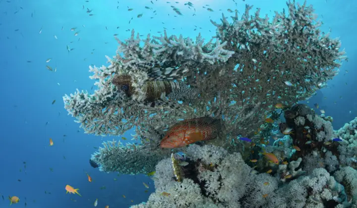 Sharm el-Sheikh distinguida nos prémios mundiais de cidades verdes pela proteção da natureza