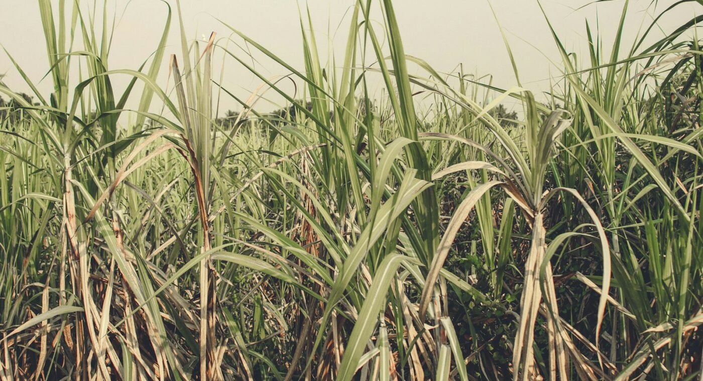 Une enzyme de la racine de canne à sucre multiplie par six la production de sucre à partir de la bagasse