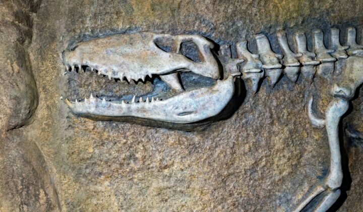'Little Foot' skeleton helps show when human ancestors came down from the trees