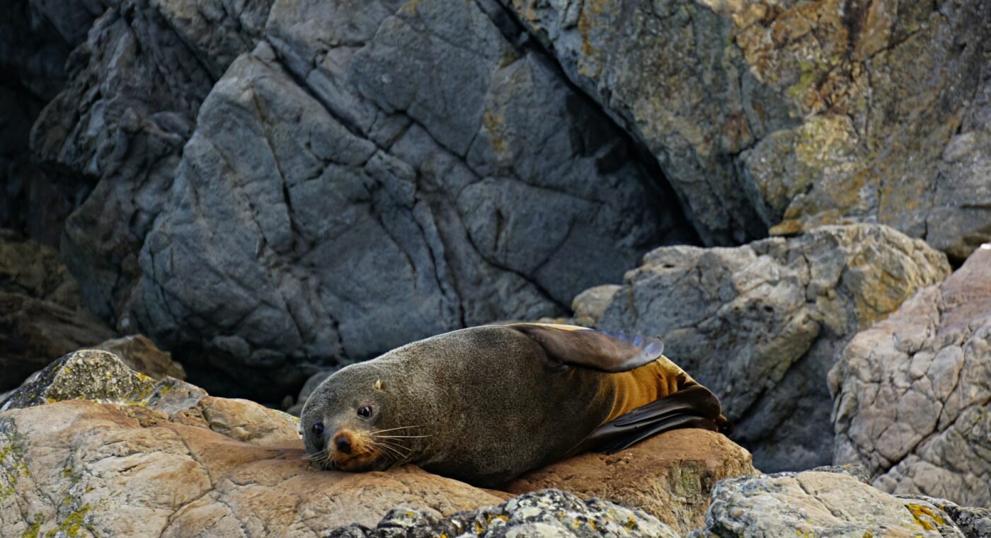 New project aims to raise Saimaa seal population to 700 by 2032