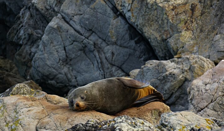 New project aims to raise Saimaa seal population to 700 by 2032