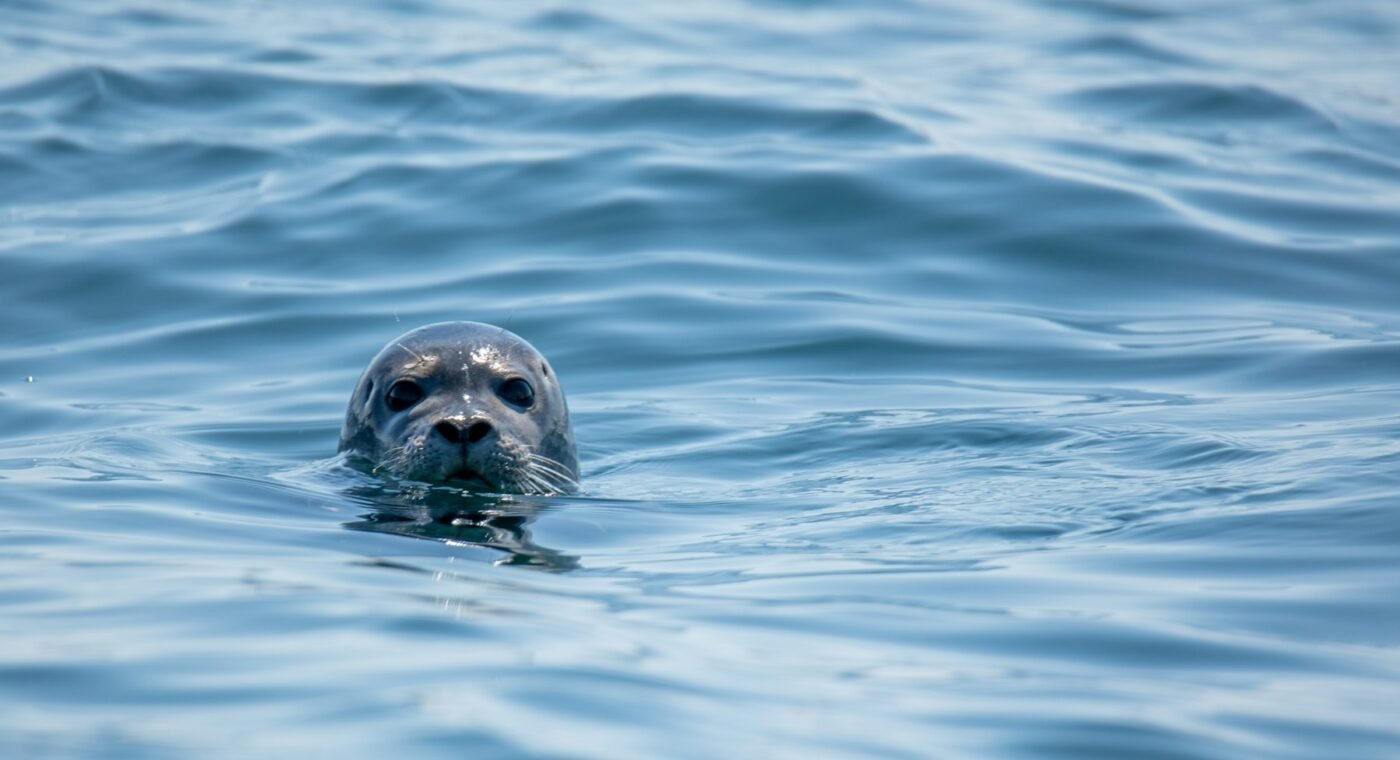 Saimaa seal genome opens a new phase in conservation