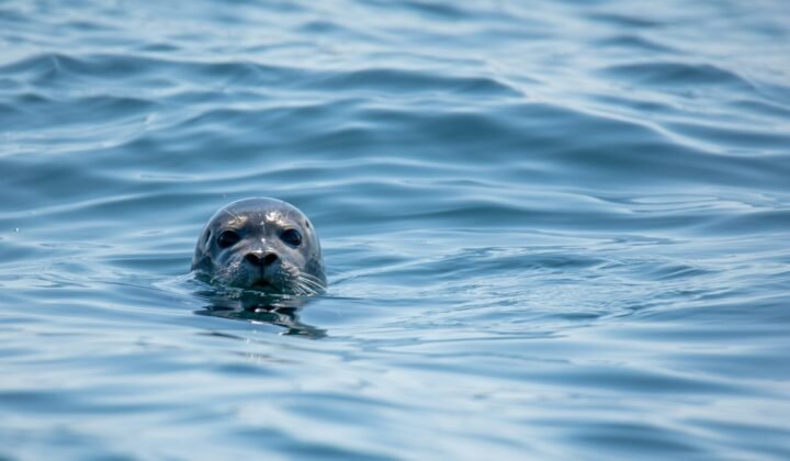 Saimaa seal genome opens a new phase in conservation