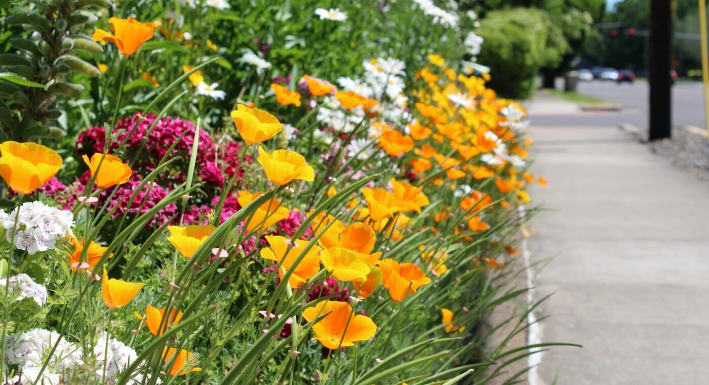 Rewilded yards improve the microbiome in just three months