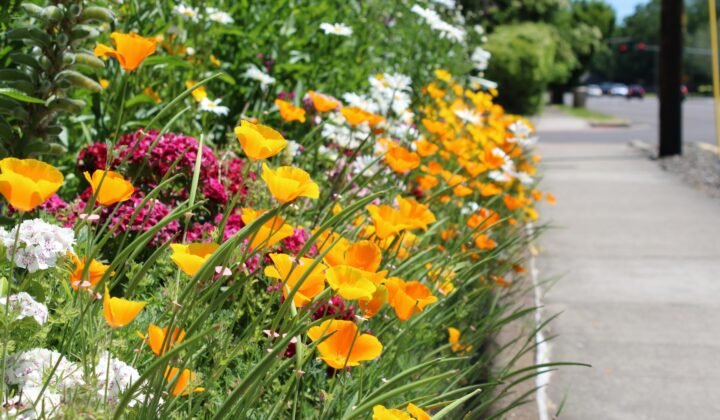 Rewilded yards improve the microbiome in just three months