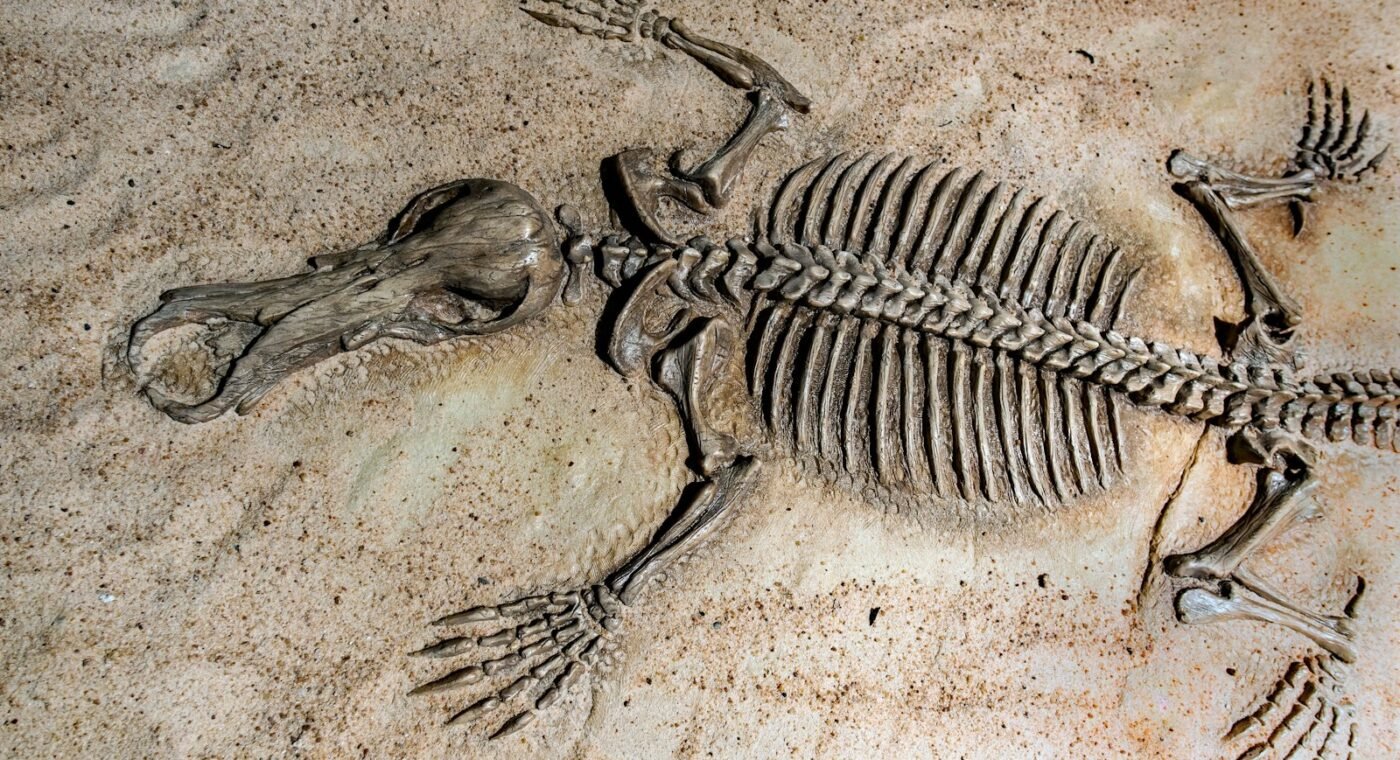 Four-winged dinosaur fossil found in China challenges single origin of flight