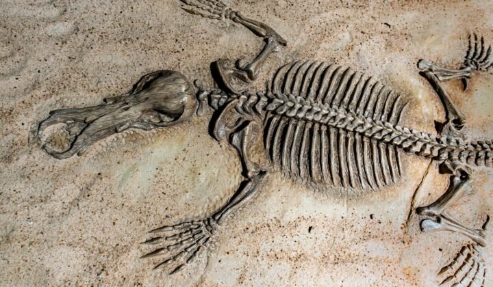 Un fossile de dinosaure à quatre ailes découvert en Chine remet en cause l’origine unique du vol