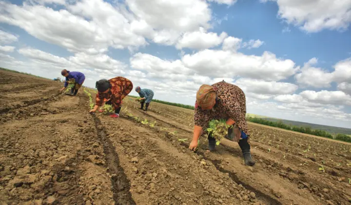 Trabalhadores agrícolas num campo