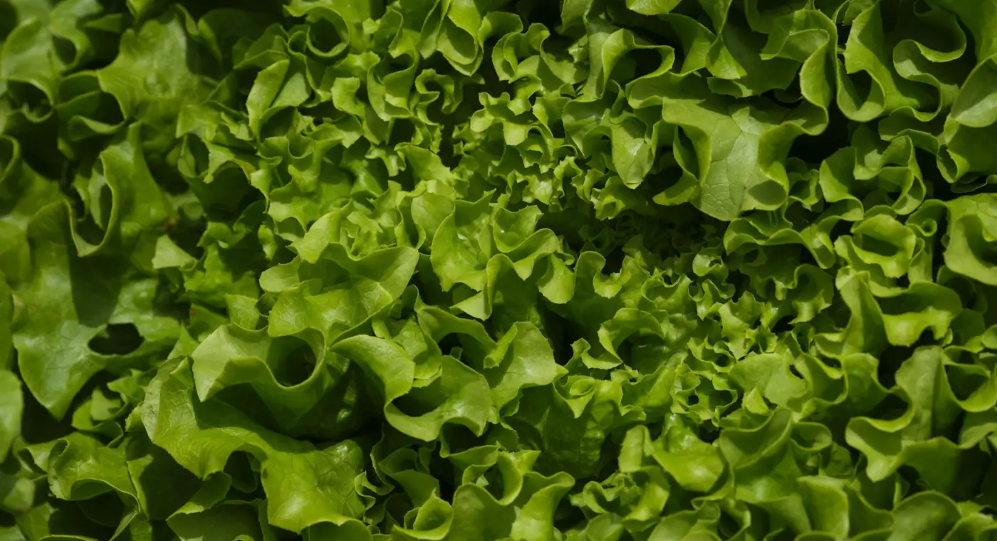 Canadian university grows lettuce and herbs year-round in a pod next to its dining hall