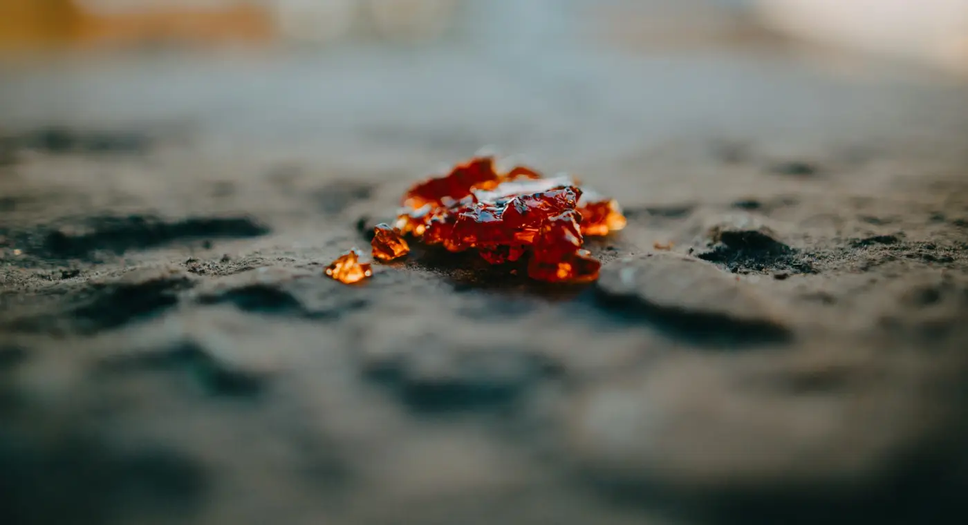 99-million-year-old insect trapped in amber had a “trunk” almost twice its body length