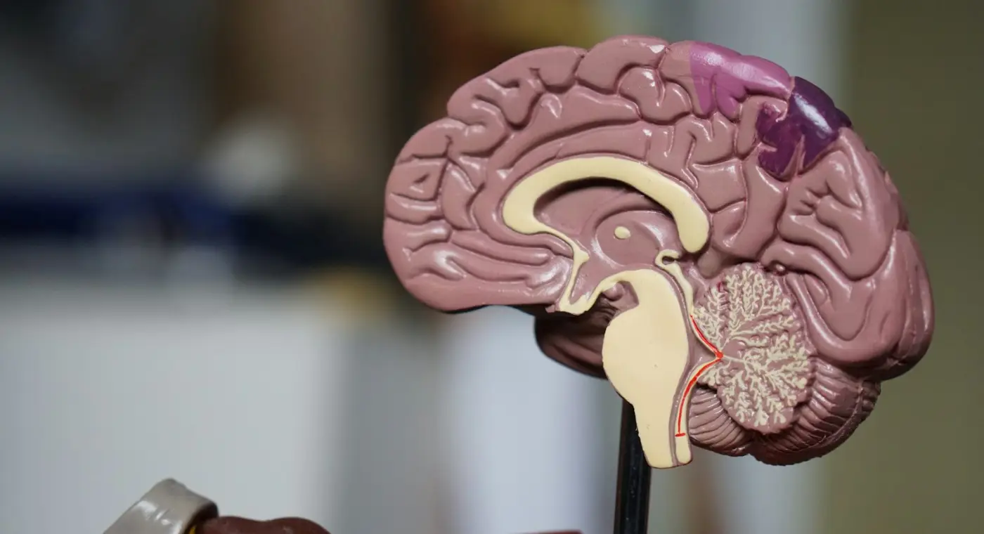 Ketamine relieves pain and alters consciousness through different brain mechanisms